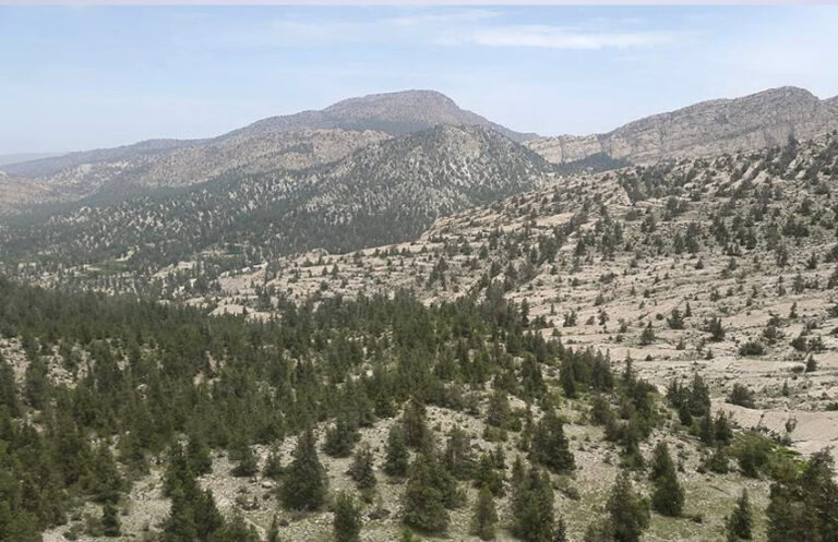 balochistan-forests