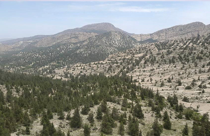 balochistan-forests