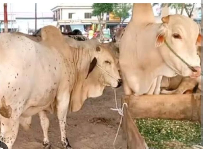 Screenshot_20250524_163809_Chrome