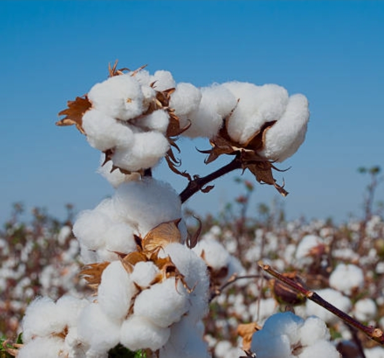 Screenshot_20250914_091927_Chrome