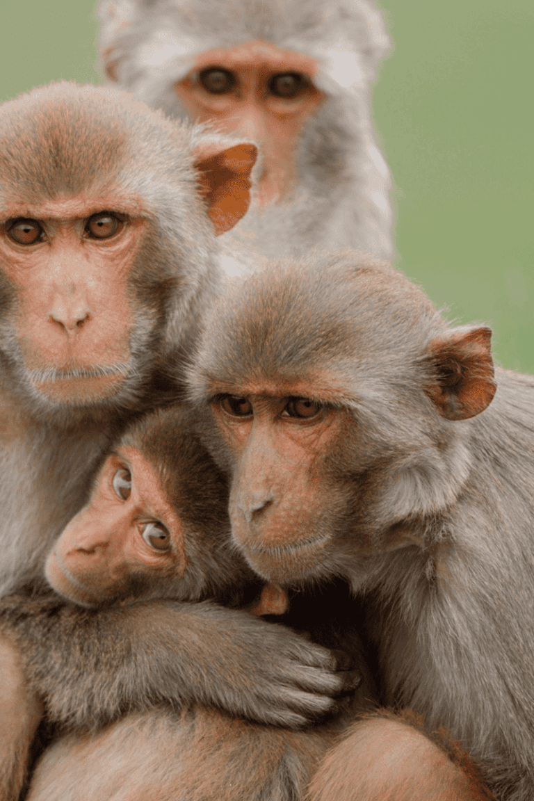 monkey-hero_1920x1080-min