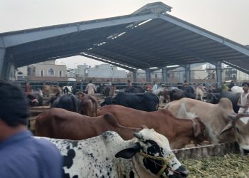 How to buy a healthy sacrificial animal without overspending this Eidul Azha?