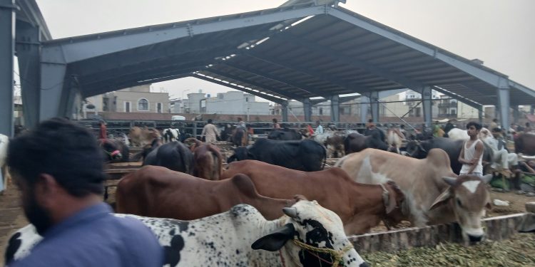 How to buy a healthy sacrificial animal without overspending this Eidul Azha?