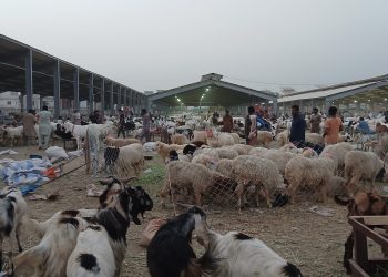 How to buy a healthy sacrificial animal without overspending this Eidul Azha?