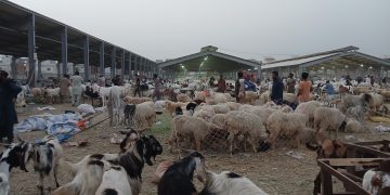 How to buy a healthy sacrificial animal without overspending this Eidul Azha?