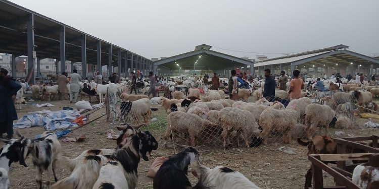 How to buy a healthy sacrificial animal without overspending this Eidul Azha?