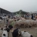 How to buy a healthy sacrificial animal without overspending this Eidul Azha?