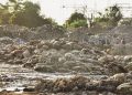 Punjab govt to impose Rs50,000 fine for dumping animal waste during Eid ul Adha