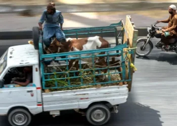 Motorway police ban animal transport vehicles ahead of Eid