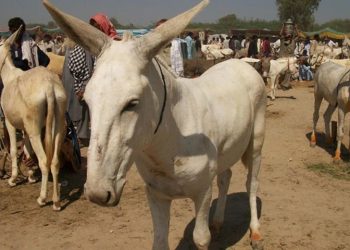 Donkey population crosses 6.1 million mark as Pakistan’s livestock sector expands