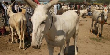 Donkey population crosses 6.1 million mark as Pakistan’s livestock sector expands