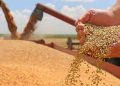 Punjab to buy one million tonnes of wheat to stabilize flour prices
