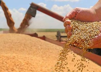 Punjab to buy one million tonnes of wheat to stabilize flour prices
