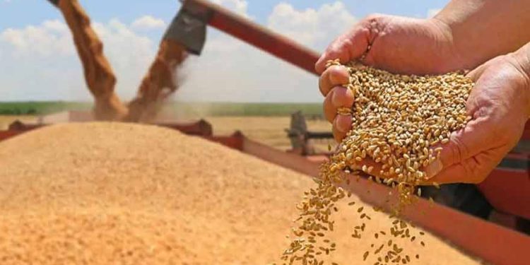 Punjab to buy one million tonnes of wheat to stabilize flour prices