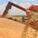 Punjab to buy one million tonnes of wheat to stabilize flour prices