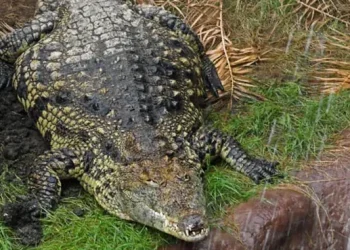Boy injured in crocodile enclosure incident begins long recovery as investigation continues