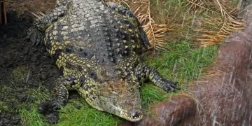 Boy injured in crocodile enclosure incident begins long recovery as investigation continues