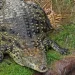 Boy injured in crocodile enclosure incident begins long recovery as investigation continues