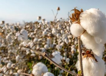 Cotton ginning sector faces shutdown wave as 18pc sales tax strains operations