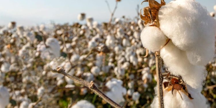 Cotton ginning sector faces shutdown wave as 18pc sales tax strains operations